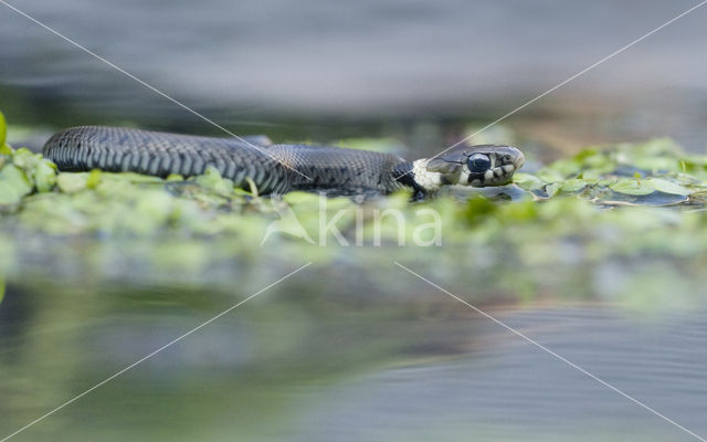 Grass Snake (Natrix natrix)