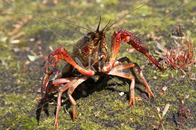 Red swamp crayfish (Procambarus clarkii)