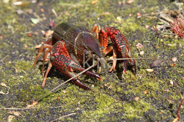 Rode Amerikaanse rivierkreeft (Procambarus clarkii)