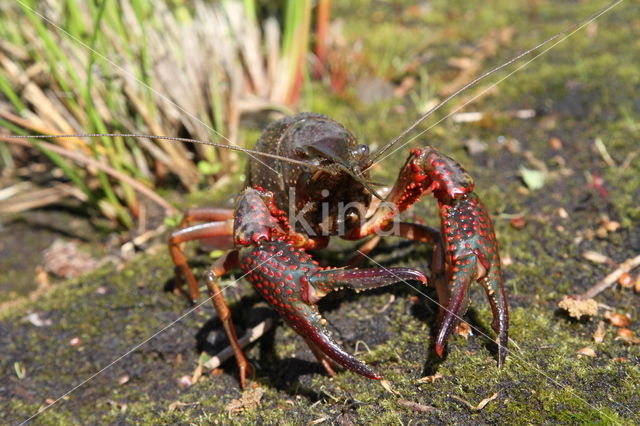 Red swamp crayfish (Procambarus clarkii)