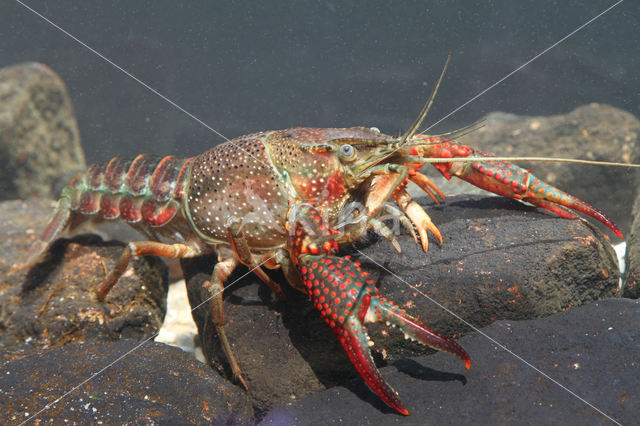 Red swamp crayfish (Procambarus clarkii)