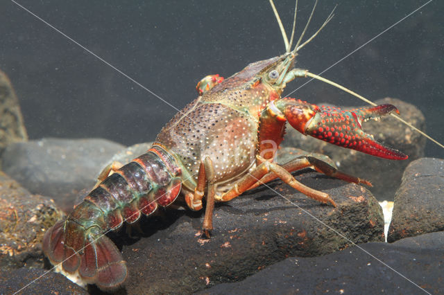 Red swamp crayfish (Procambarus clarkii)