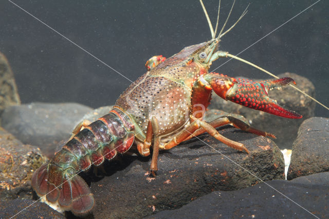 Rode Amerikaanse rivierkreeft (Procambarus clarkii)