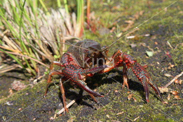 Rode Amerikaanse rivierkreeft (Procambarus clarkii)
