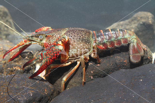 Red swamp crayfish (Procambarus clarkii)