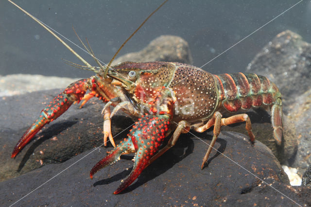 Rode Amerikaanse rivierkreeft (Procambarus clarkii)