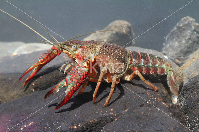 Red swamp crayfish (Procambarus clarkii)