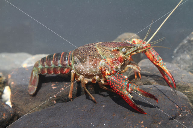 Red swamp crayfish (Procambarus clarkii)