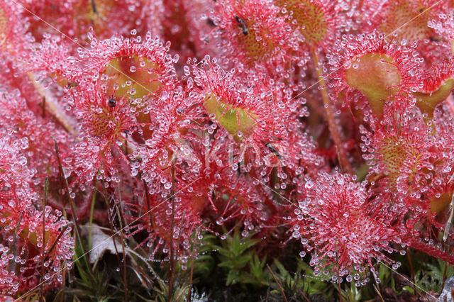 Ronde zonnedauw (Drosera rotundifolia)