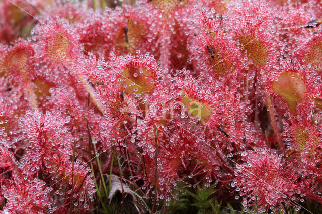 Ronde zonnedauw (Drosera rotundifolia)