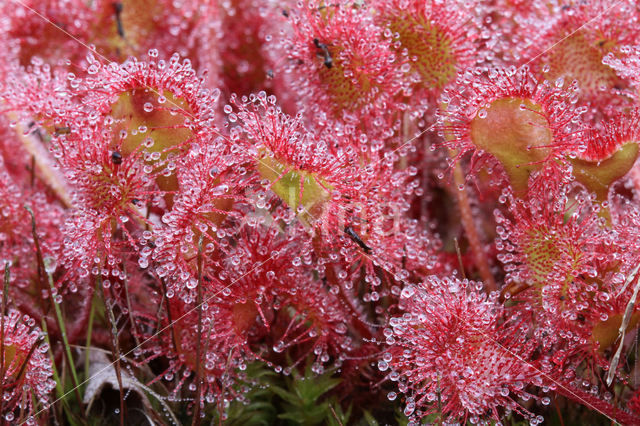 Ronde zonnedauw (Drosera rotundifolia)