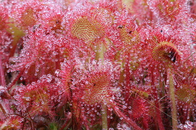 Round-leaved Sundew (Drosera rotundifolia)