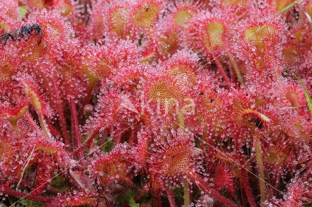 Ronde zonnedauw (Drosera rotundifolia)