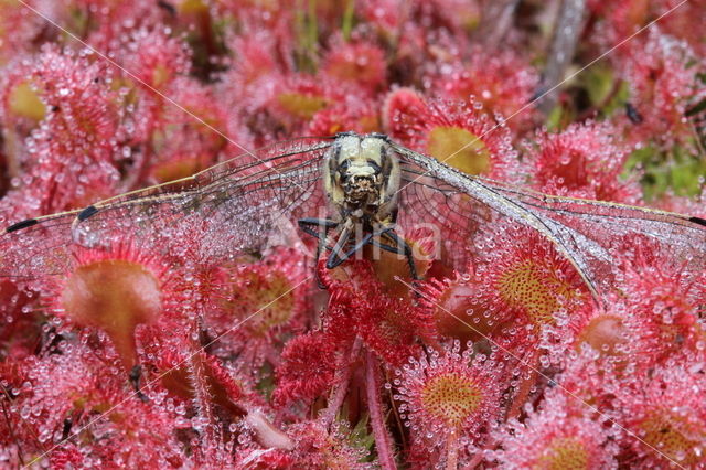 Ronde zonnedauw (Drosera rotundifolia)