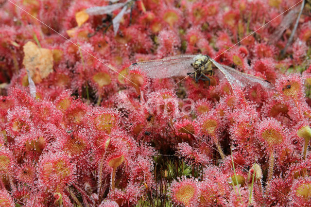 Round-leaved Sundew (Drosera rotundifolia)