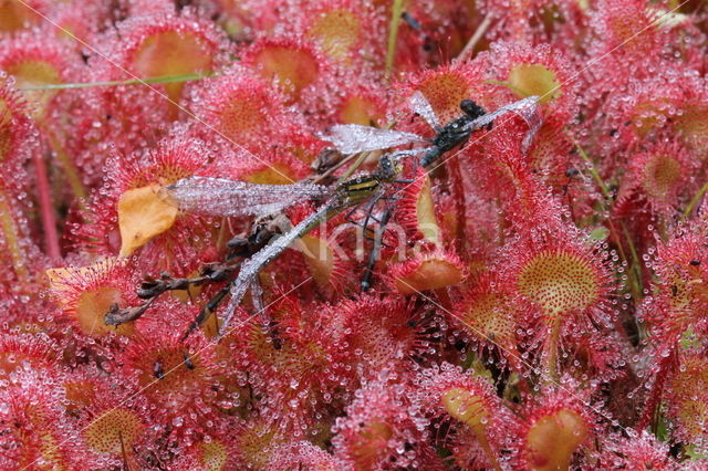 Round-leaved Sundew (Drosera rotundifolia)