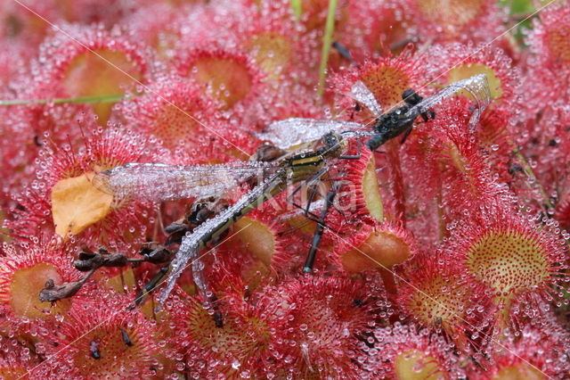 Ronde zonnedauw (Drosera rotundifolia)