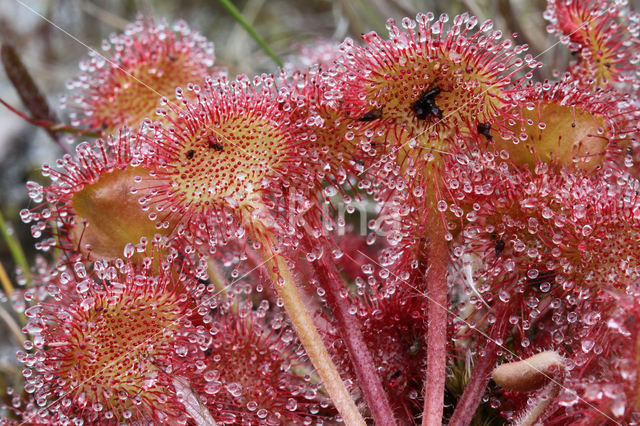 Round-leaved Sundew (Drosera rotundifolia)