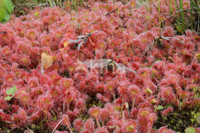 Ronde zonnedauw (Drosera rotundifolia)