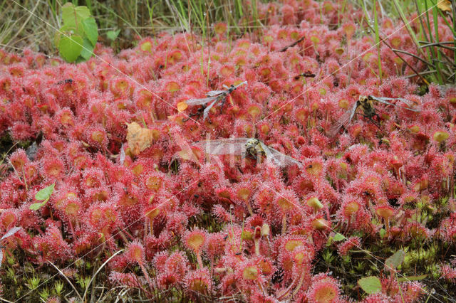 Ronde zonnedauw (Drosera rotundifolia)