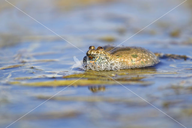 Fire bellied toad  (Bombina bombina)