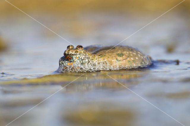 Fire bellied toad  (Bombina bombina)