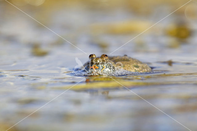 Fire bellied toad  (Bombina bombina)