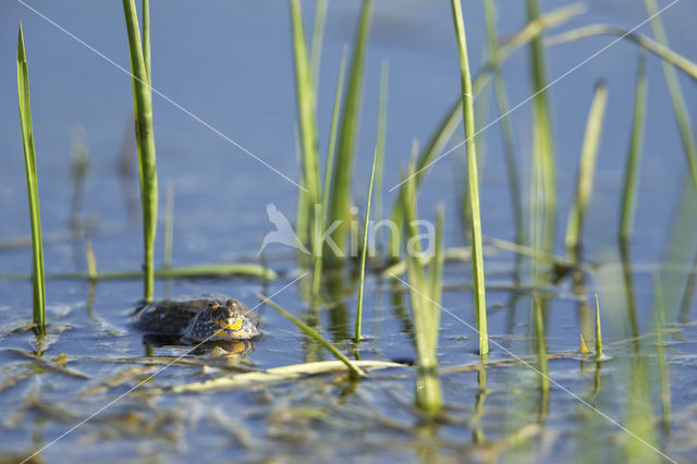 Fire bellied toad  (Bombina bombina)