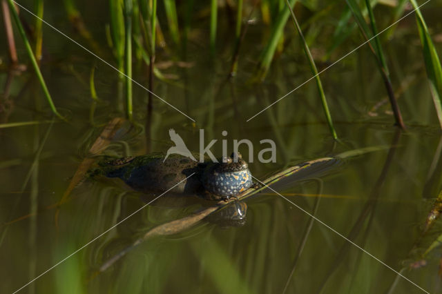 Fire bellied toad  (Bombina bombina)