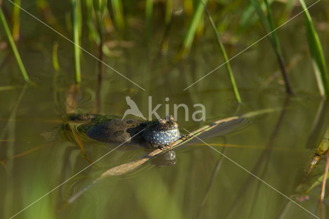 Fire bellied toad  (Bombina bombina)