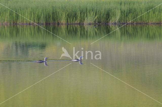 Red-throated Loon