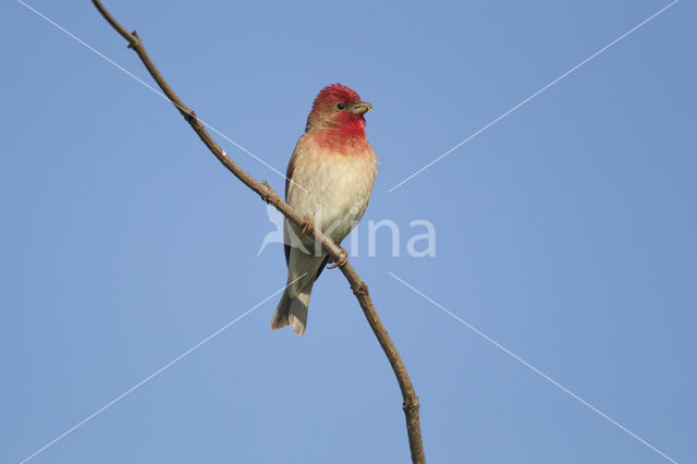 Roodmus (Carpodacus erythrinus)