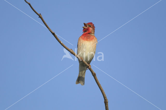 Common Rosefinch (Carpodacus erythrinus)