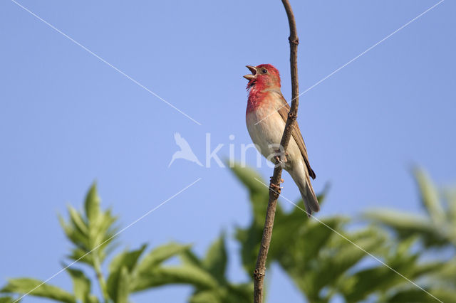 Roodmus (Carpodacus erythrinus)