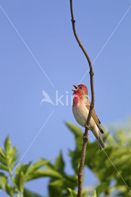 Roodmus (Carpodacus erythrinus)