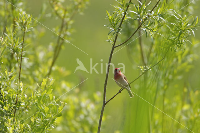 Roodmus (Carpodacus erythrinus)