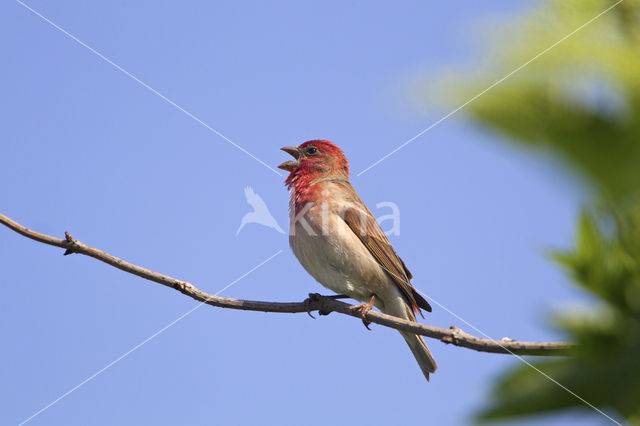 Common Rosefinch (Carpodacus erythrinus)