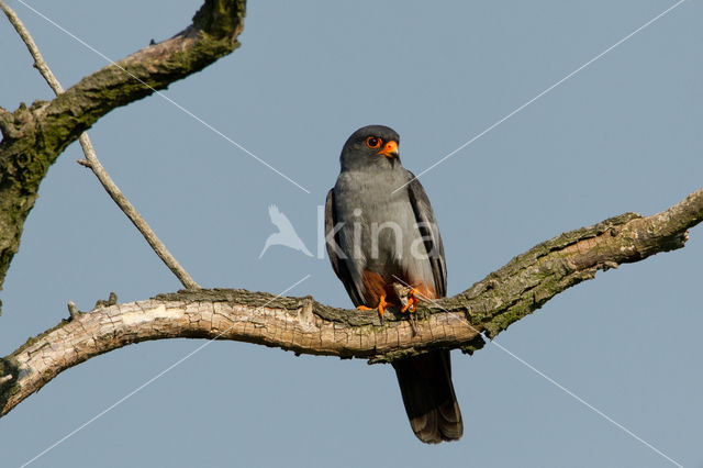 Roodpootvalk (Falco vespertinus)