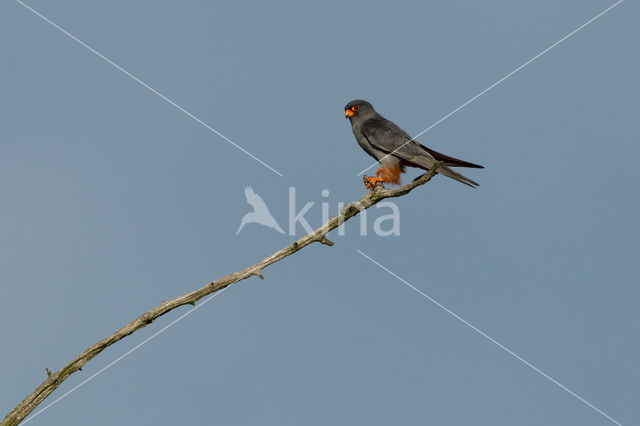 Roodpootvalk (Falco vespertinus)