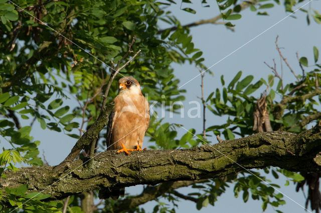 Roodpootvalk (Falco vespertinus)