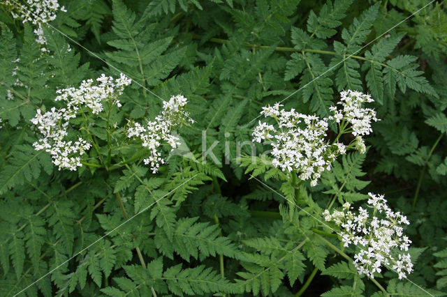 Sweet Cicely (Myrrhis odorata)