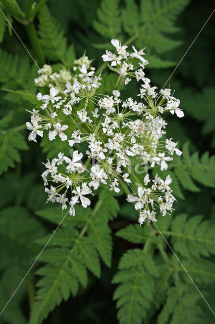 Roomse kervel (Myrrhis odorata)