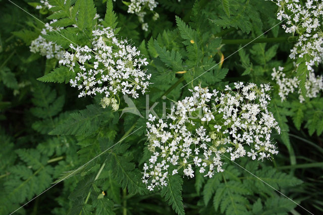 Roomse kervel (Myrrhis odorata)