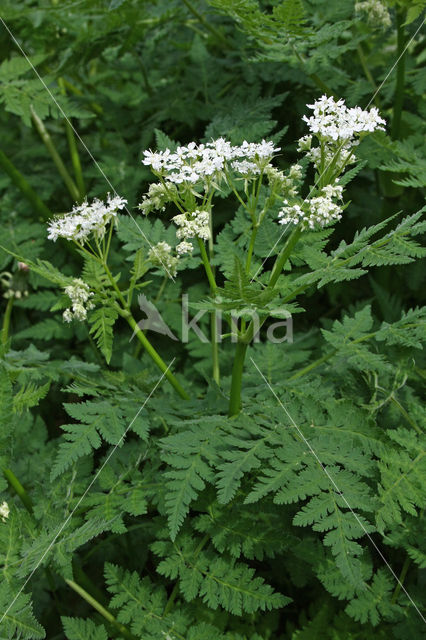 Sweet Cicely (Myrrhis odorata)