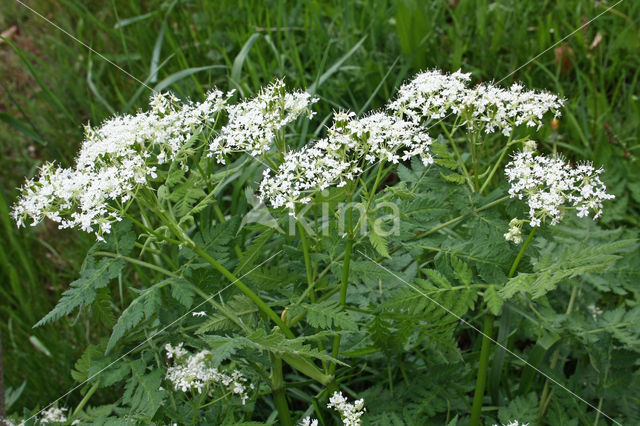 Roomse kervel (Myrrhis odorata)