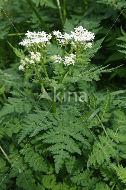 Sweet Cicely (Myrrhis odorata)