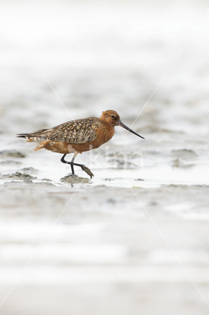 Rosse Grutto (Limosa lapponica)