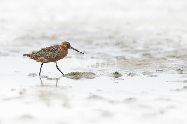 Rosse Grutto (Limosa lapponica)