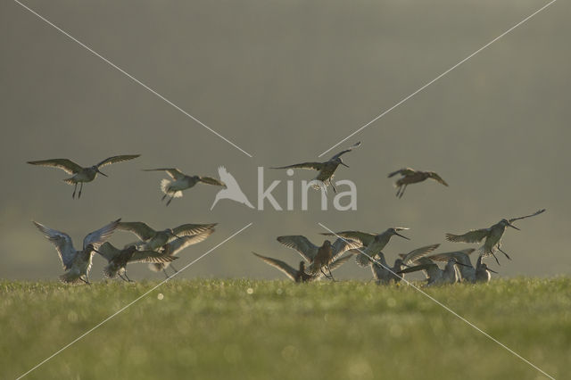 Bar-tailed Godwit (Limosa lapponica)