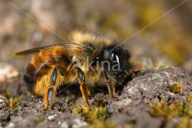 Rosse metselbij (Osmia bicornis)